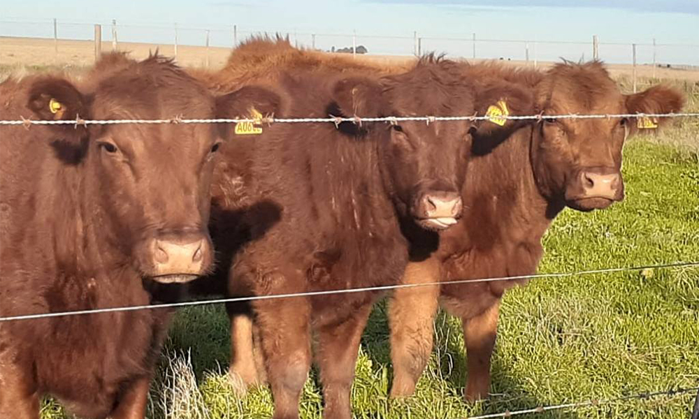 La sequía pone en la cuerda floja el stock de hembras Noticampo