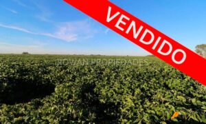 Creció el mercado inmobiliario rural