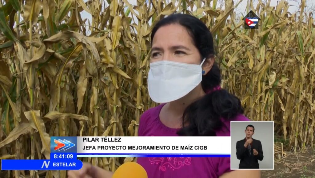 Por la crisis alimentaria, Cuba sembrará maíz transgénico