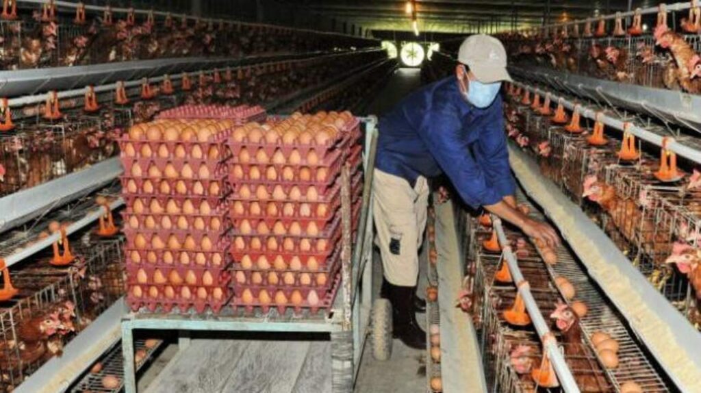 Alertan que faltarán huevos en las góndolas