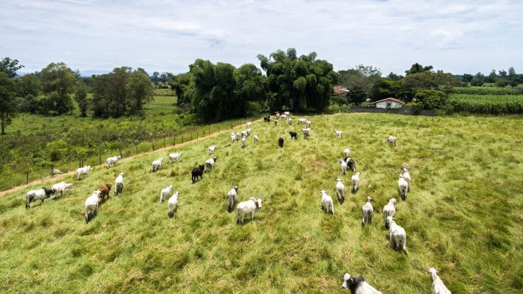 Siga la vaca