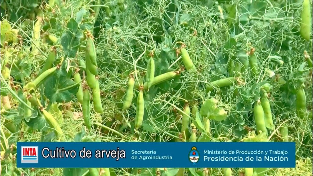 La arveja recuperó protagonismo