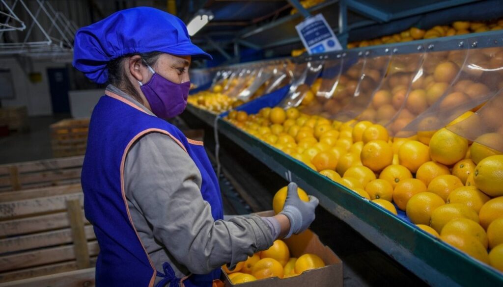 Argentina volverá a exportar cítricos a la Unión Europea