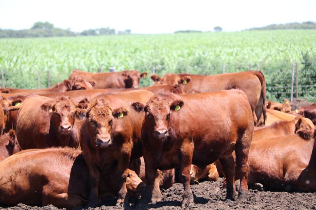El IPCVA le respondió a Alemania que la carne Argentina es libre de homonas y sustentable