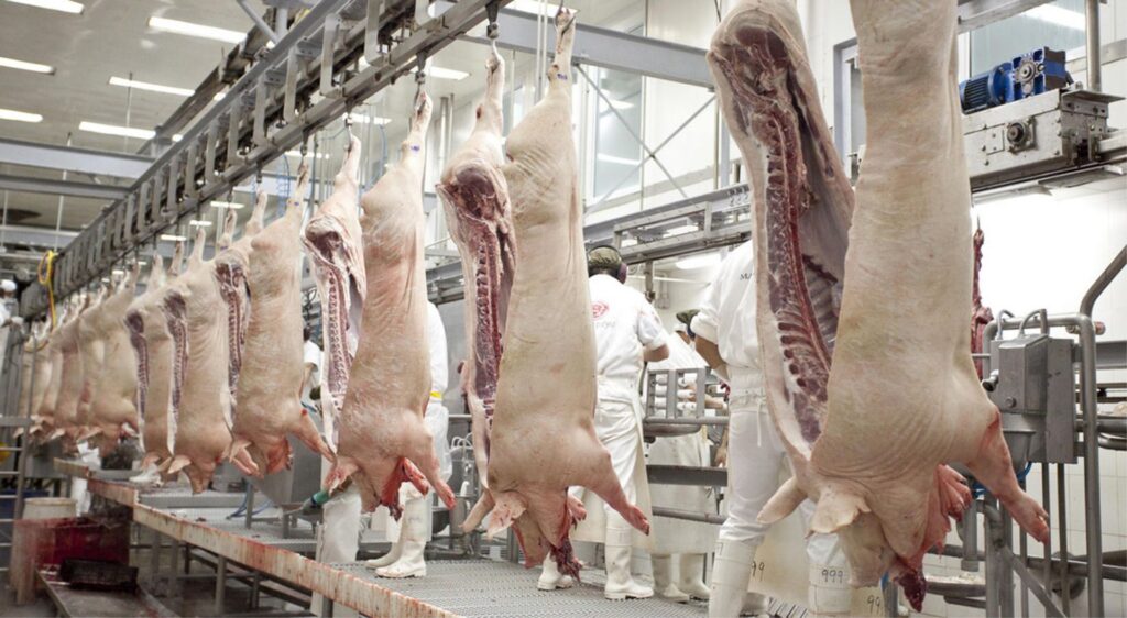 Crecen las exportaciones en el sector porcino