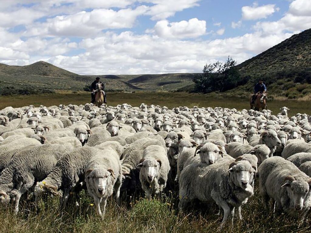 Patagónicos le reclaman a Alberto Fernández por la ley ovina
