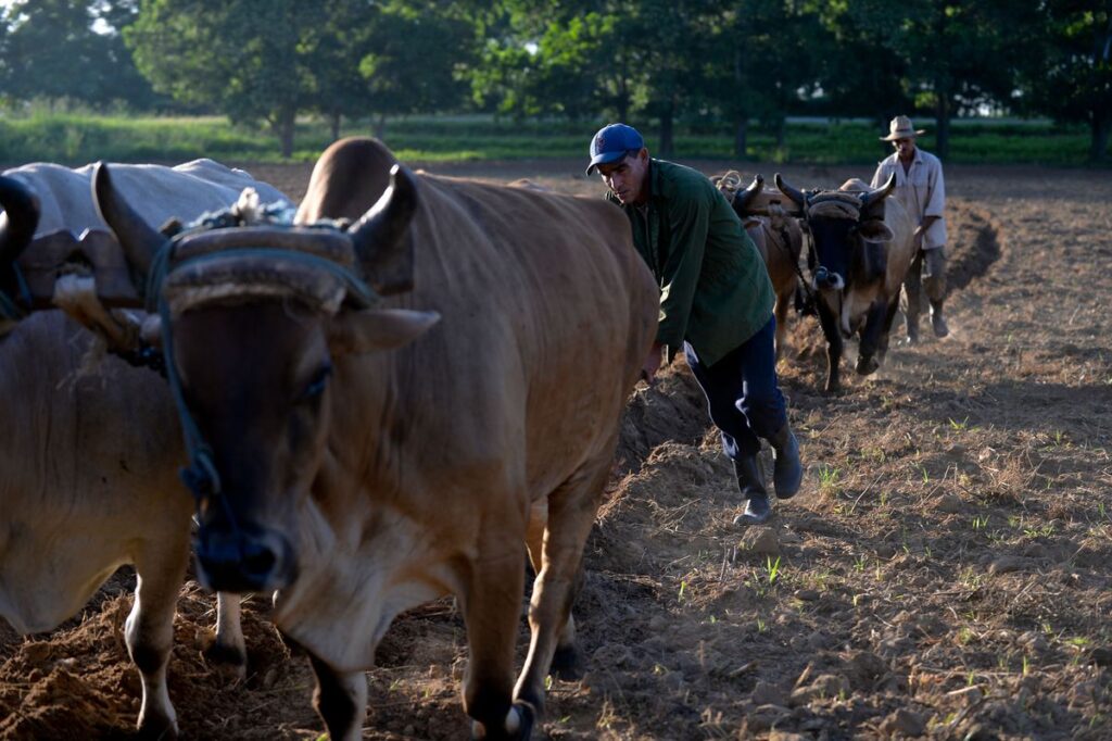 Los productores venezolanos obligados a utilizar los bueyes