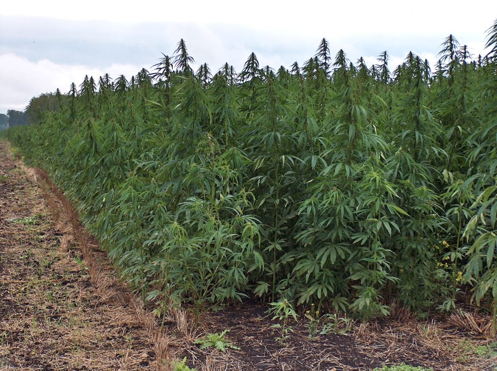 Santa Fe iniciará la producción de cannabis