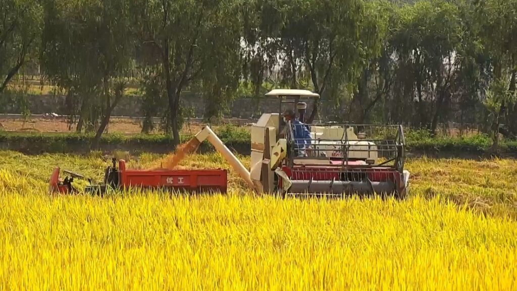 China obtuvo la primera cosecha de su “arroz espacial”