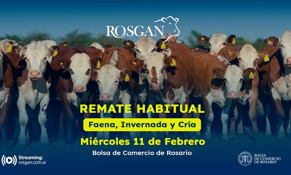 El ternero promedió un precio histórico en el ROSGAN