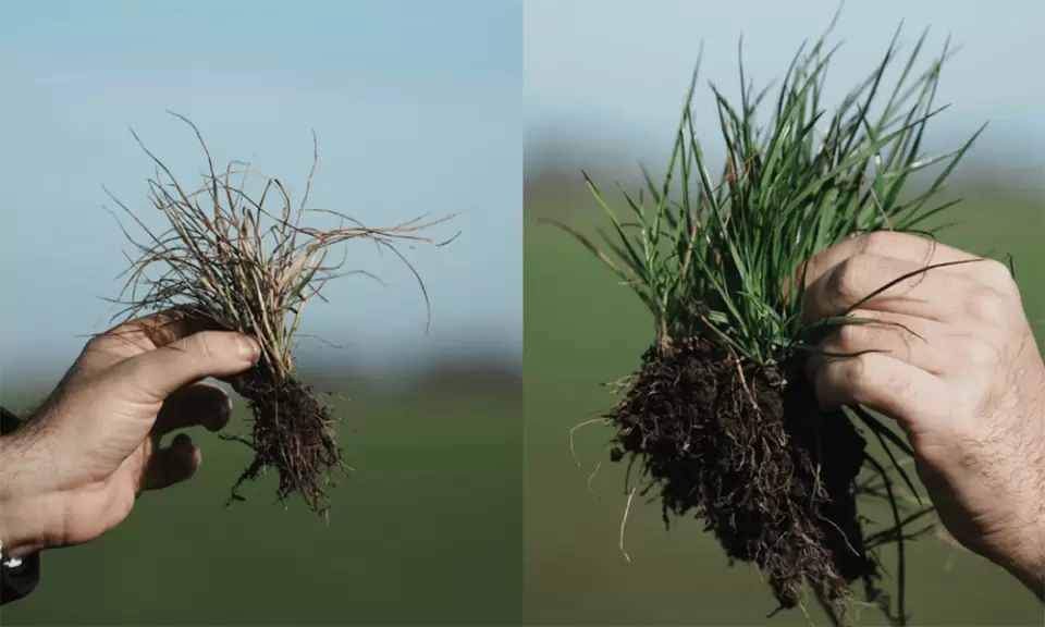 Syngenta lanzó un nuevo antigramíneas de control casi total