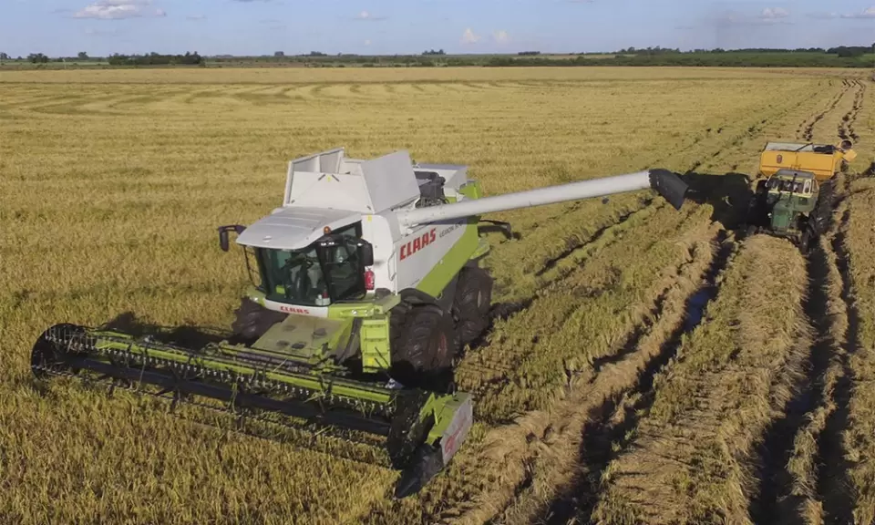 Porqué hay cada vez menos productores arroceros