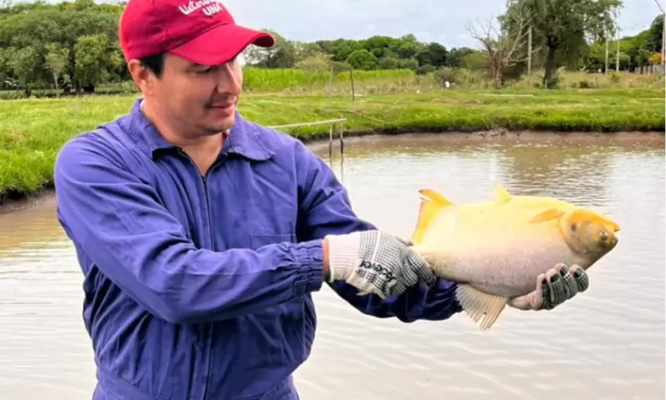 Misiones: miles de chacras apuestan a la cría de peces
