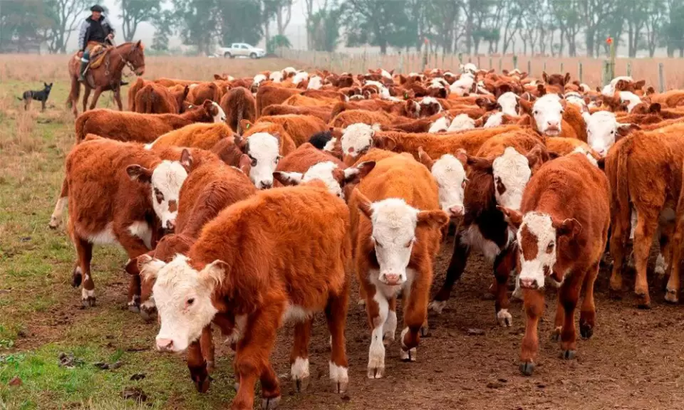 Ganadería: El stock volvería a expandirse en la segunda mitad del año