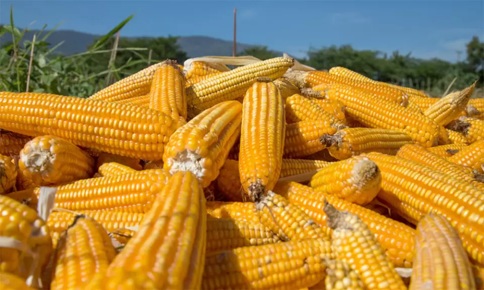 Syngenta obtuvo la aprobación para un nuevo híbrido de maíz
