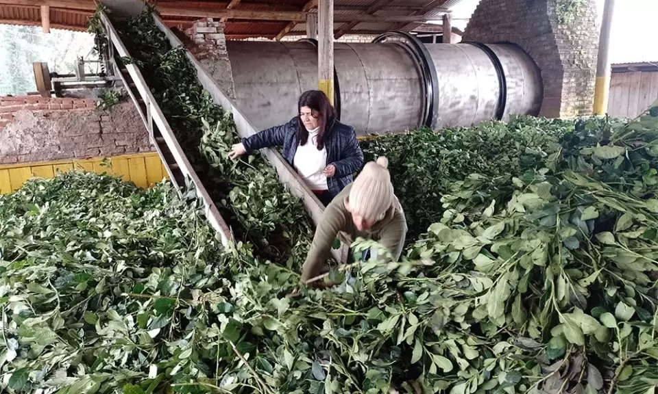 Sturzenegger ratificó la desregulación del sector yerbatero