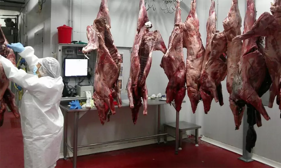 La provincia de Rio Negro impulsa la carne de jabalí