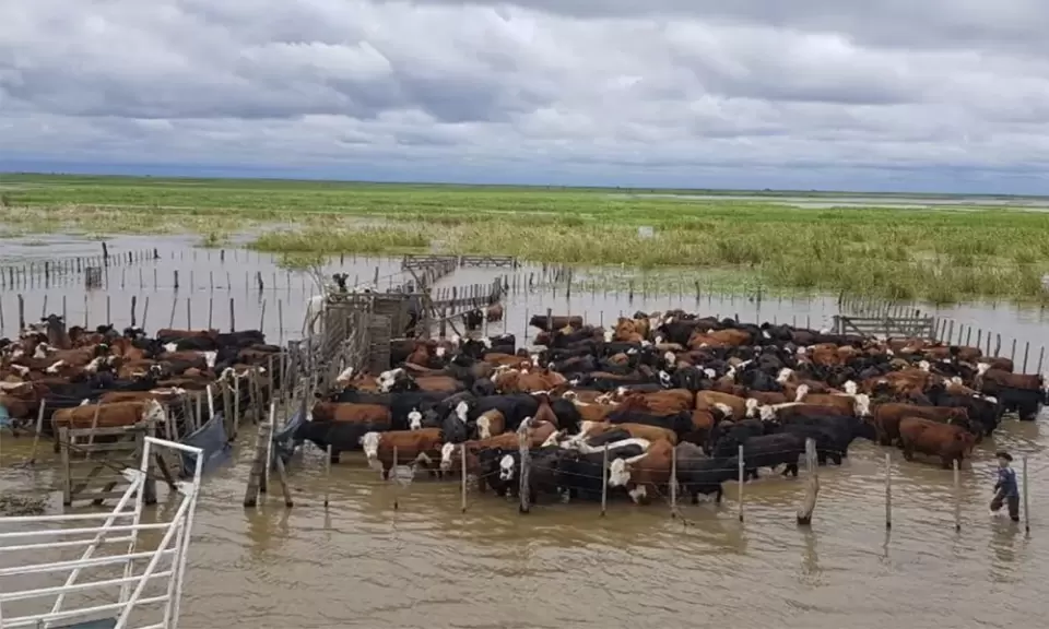 Para resguardo de El Niño, ganaderos entrerrianos buscan tierras para su hacienda
