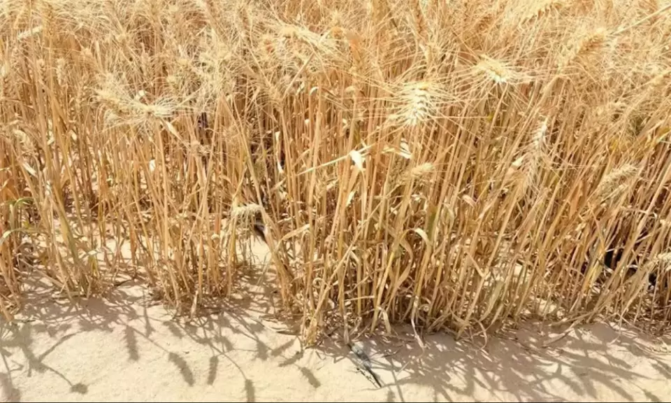 China cultivó trigo en mitad del desierto y abrió una nueva oportunidad