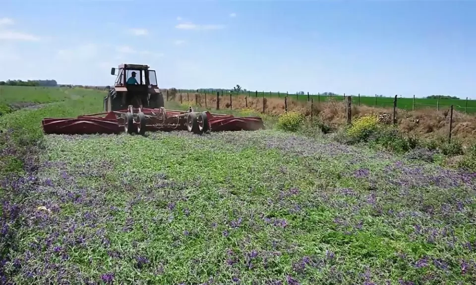 Aapresid derriba el mito de que un cultivo de servicio conserva agua