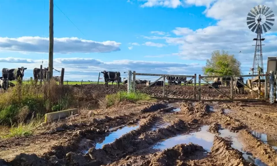 El Niño y los tambos: cómo prepararse antes de que sea tarde