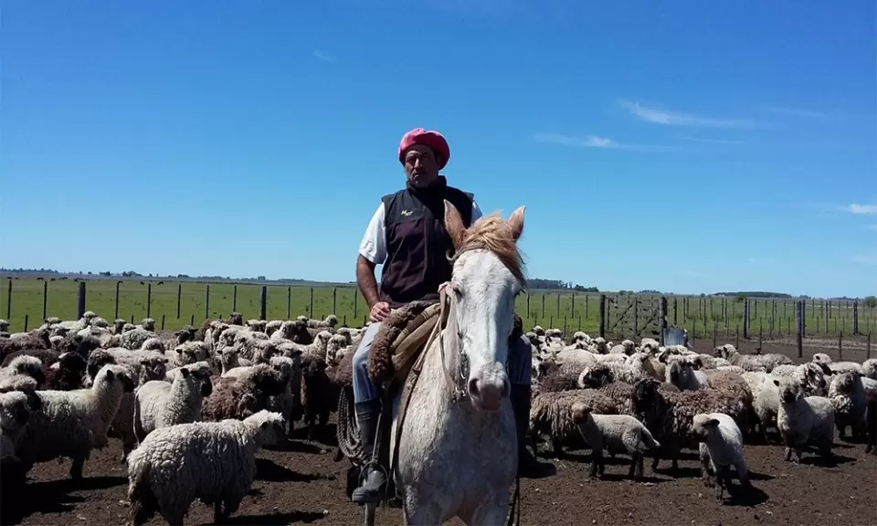 Carne ovina: La gran oportunidad que el país desaprovecha
