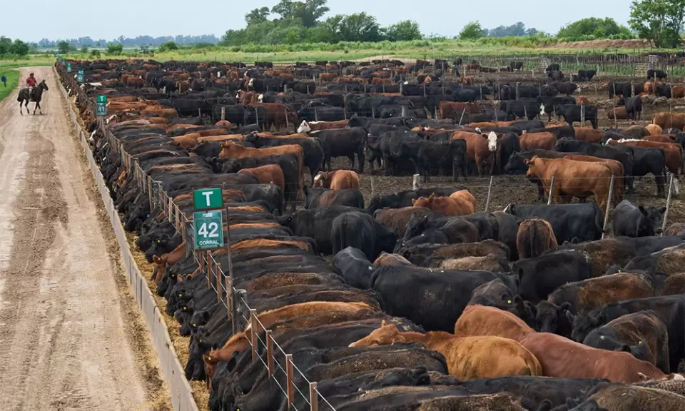 Nuevo panorama: Feedlots llenos, consumo débil y exportación presionada