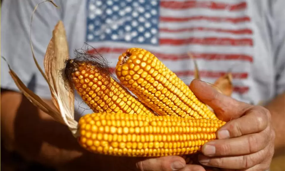 Cuánto daño le hecho el calor al cultivo de maíz en Estados Unidos