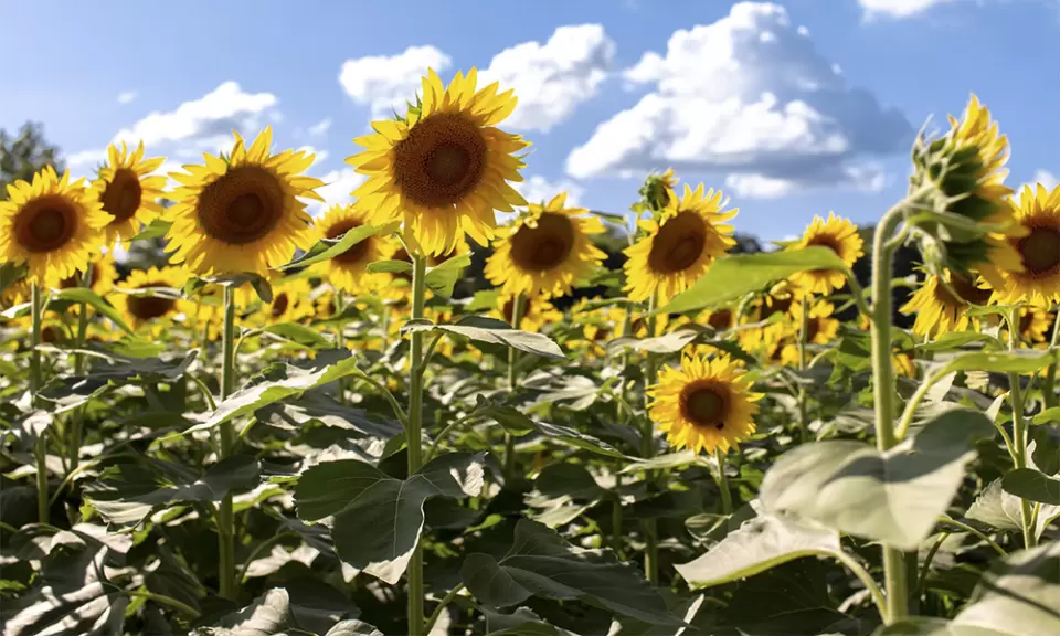 Comenzó la siembra de girasol en el centro-norte santafesino