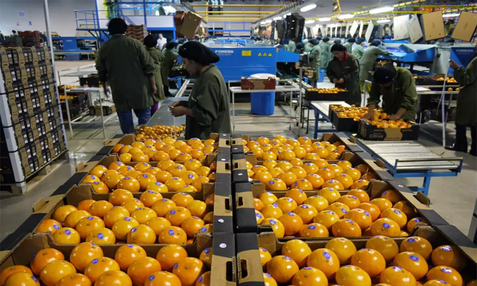 Entre Ríos: más de 1800 citricultores enfrentan precios bajos y costos en alza