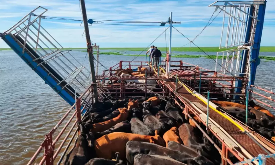 Río Paraná: comenzó el traslado de hacienda desde las islas hacia campos seguros