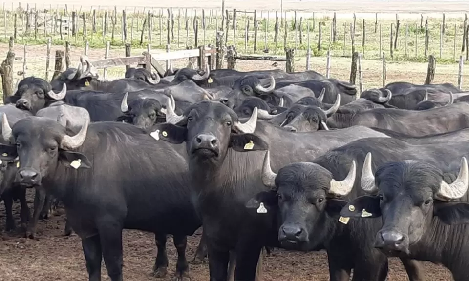 Búfalos, el negocio ganadero que empieza a despertar en Argentina