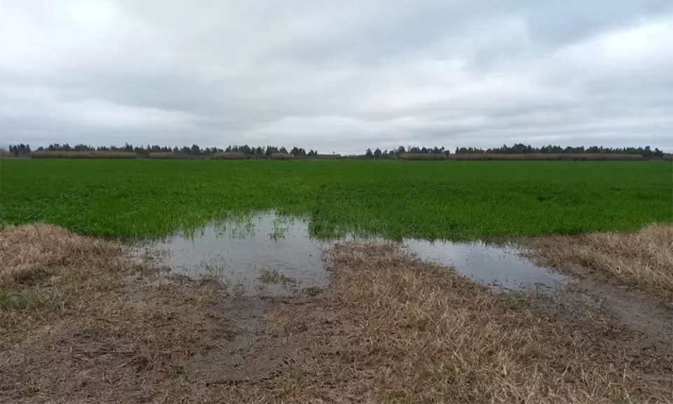 Se complicó la campaña agrícola en el oeste y sur bonaerense