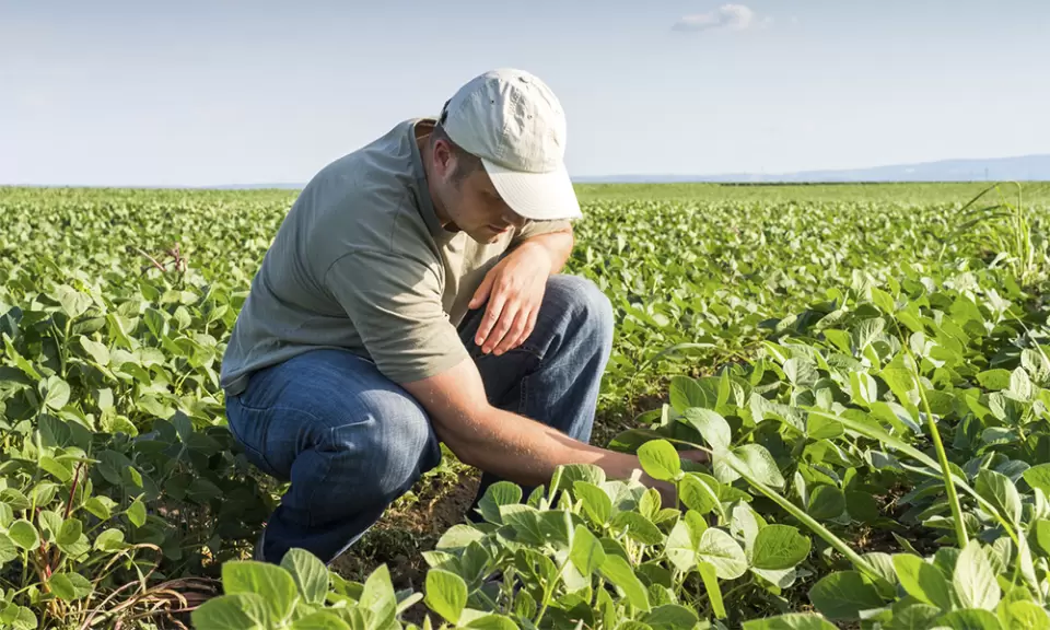 El INTA estudió cómo la defoliación modifica la calidad del grano de soja
