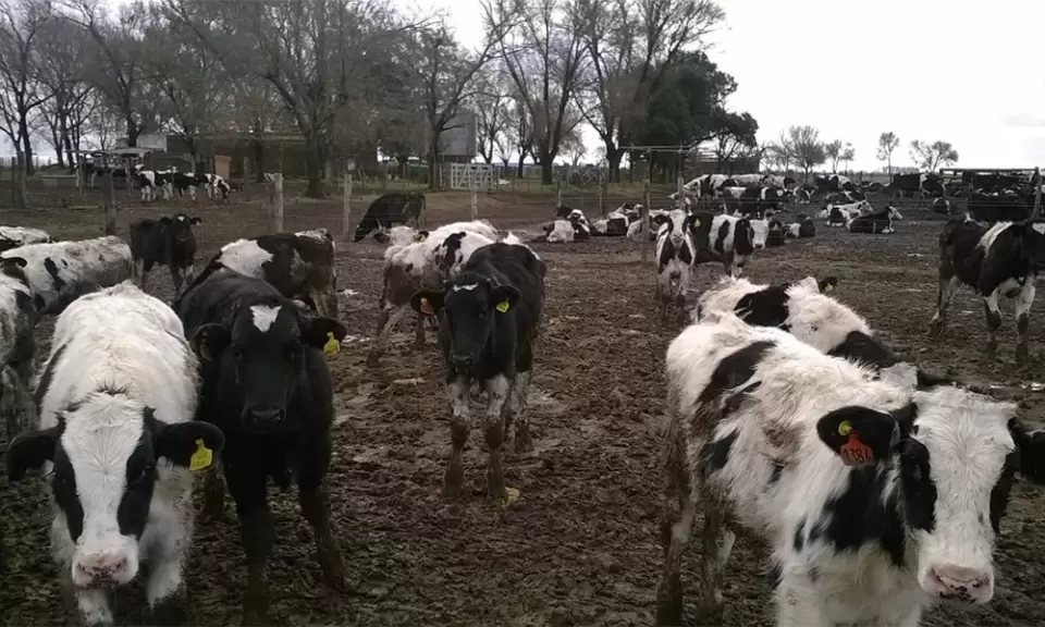 Carne Holando: cómo agregar valor al overo y convertirlo en un negocio para el tambo