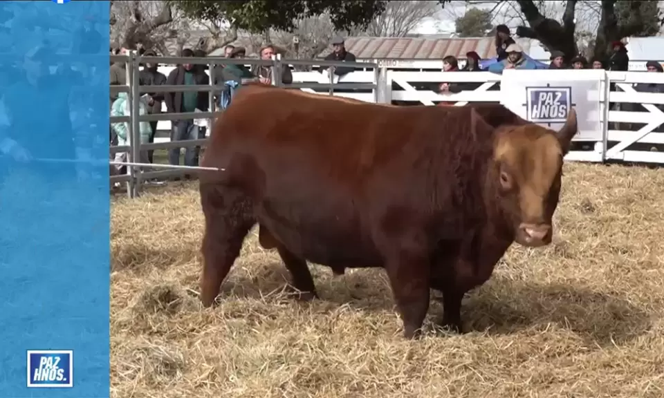 Se pagó $ 30 millones por un toro Angus en la ExpoJunín 2026