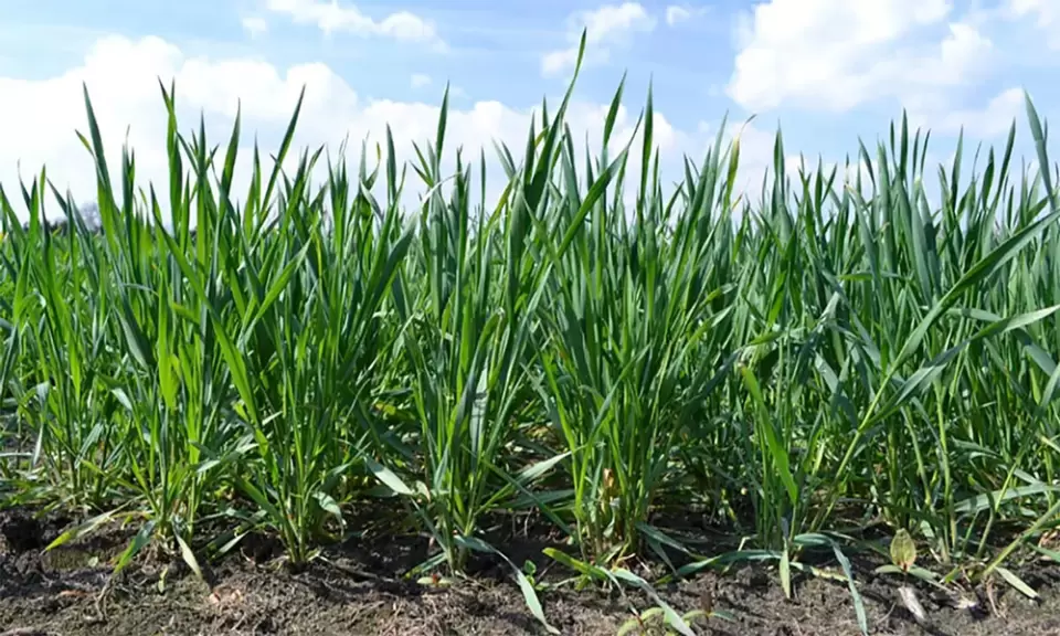 El pronóstico de Niño fuerte modifica las estrategias agrícolas