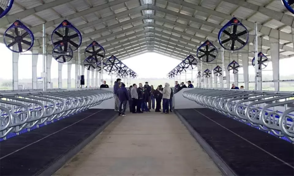 Empieza a ordeñar en Argentina el primer tambo robot de la raza Jersey
