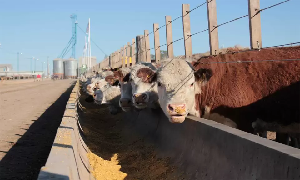 Revelan que en los feedlots hay más de 2 millones de vacunos encerrados