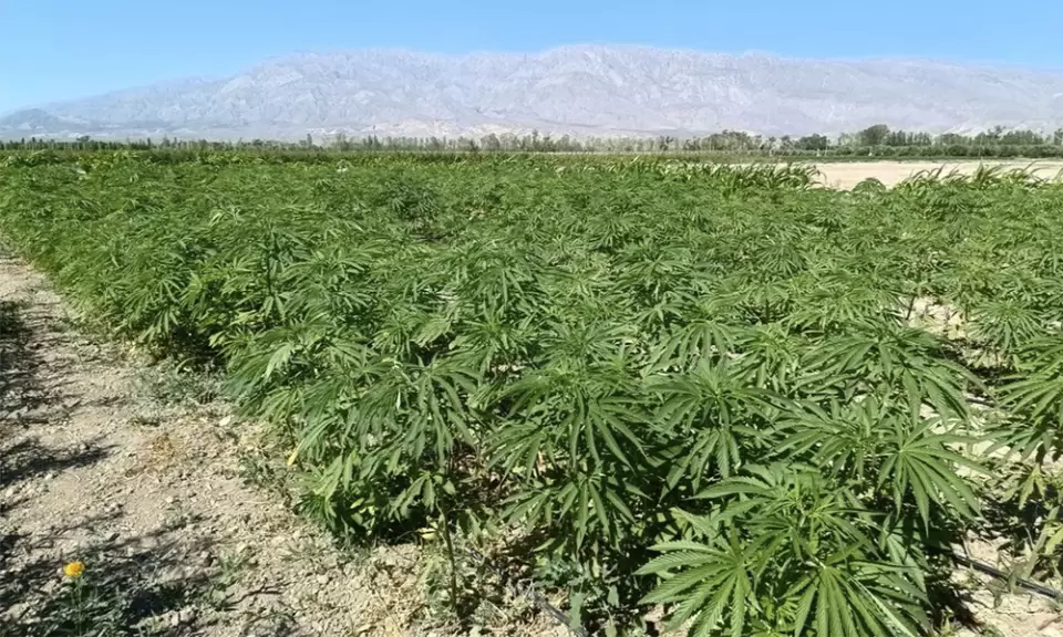 Cáñamo industrial: la vía que explora San Juan para diversificar su producción agrícola