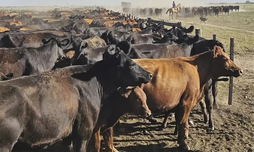 Cómo es la “transformación estructural” de la ganadería argentina