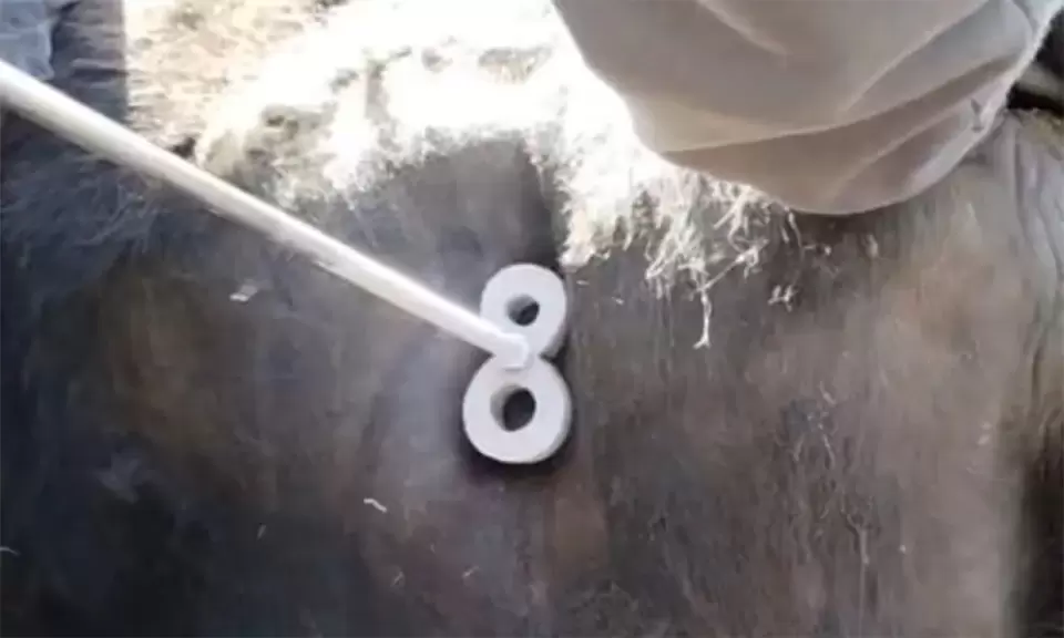 Basta de hierro caliente: experimentan con nitrógeno líquido para marcar el ganado