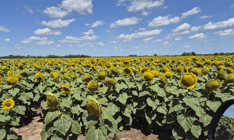 El INTA Junín determinó densidades de siembra para el girasol en la región