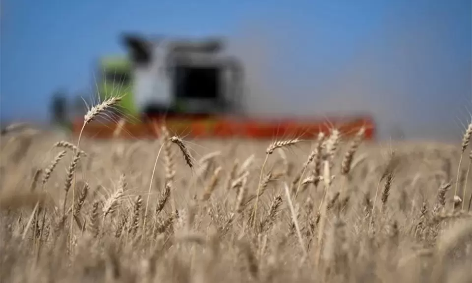 Las exportaciones de trigo alcanzaron un récord histórico