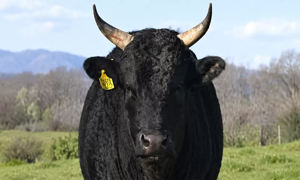 25 años después se hará el primer remate de genética Wagyu