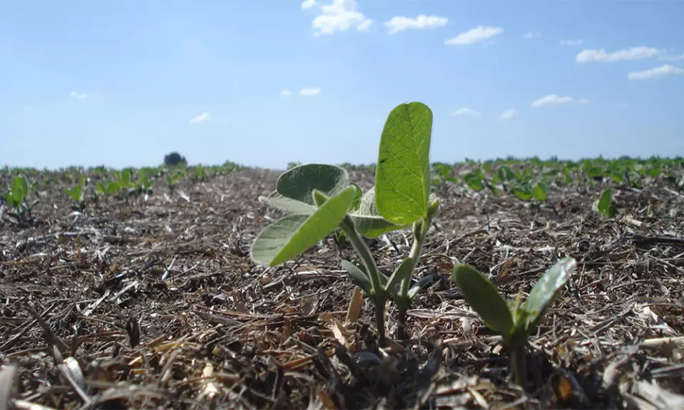 Syngenta presentó un programa para cobrar hasta US$ 7 adicionales por soja y girasol