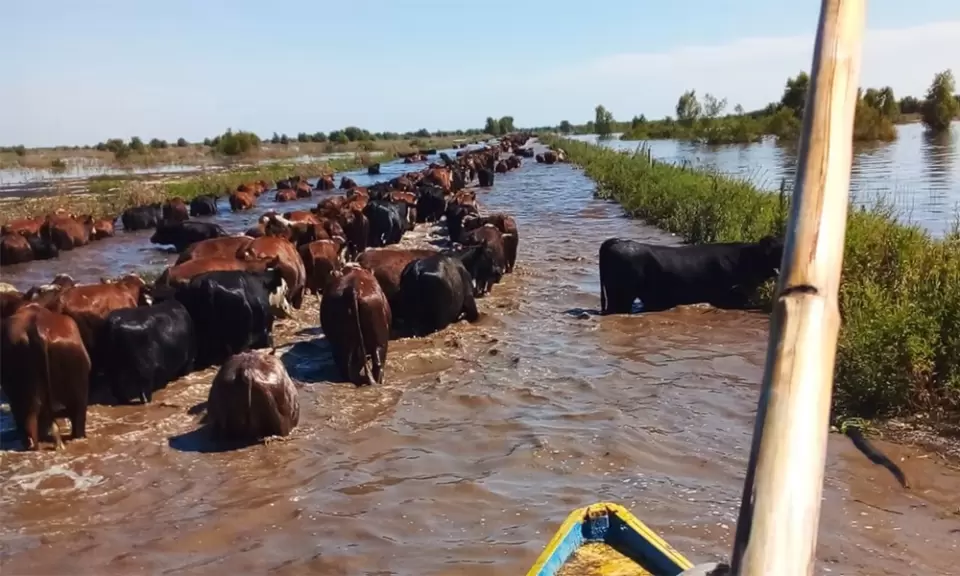 San Nicolás en alerta por la suba del Paraná y el impacto sobre la ganadería