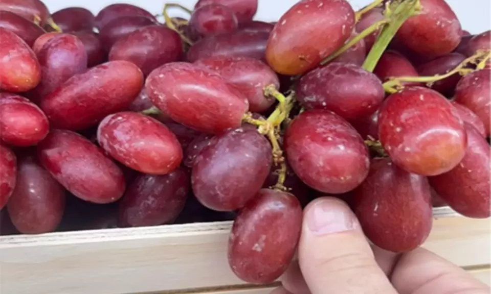 Las nuevas uvas que busca San Juan rinden el doble y las pagan hasta el triple