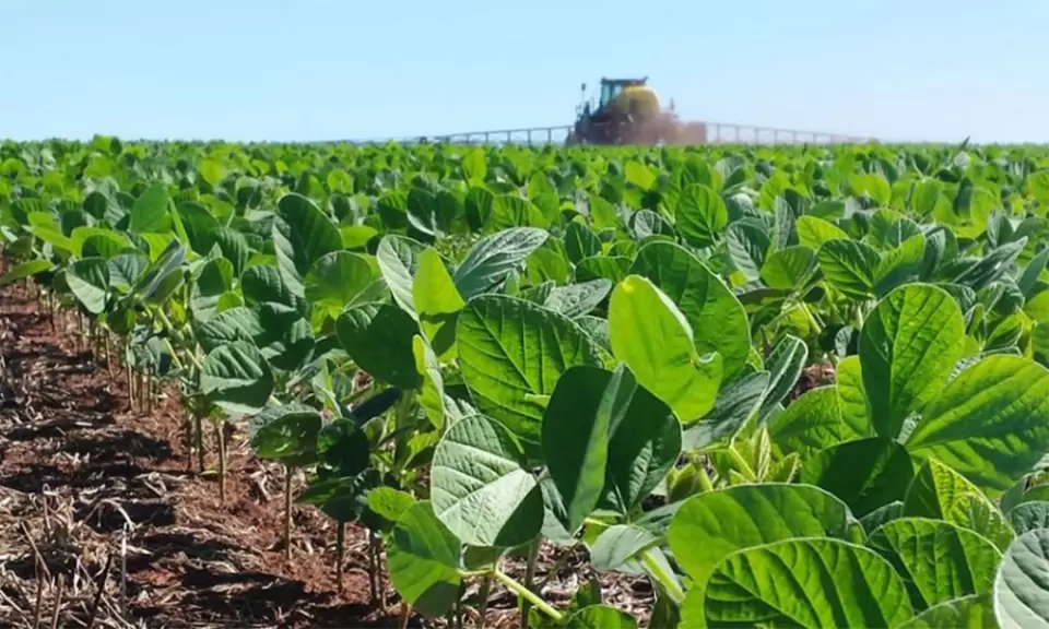 Se autorizó una nueva soja de Syngenta tolerante a 4 tipos de herbicidas