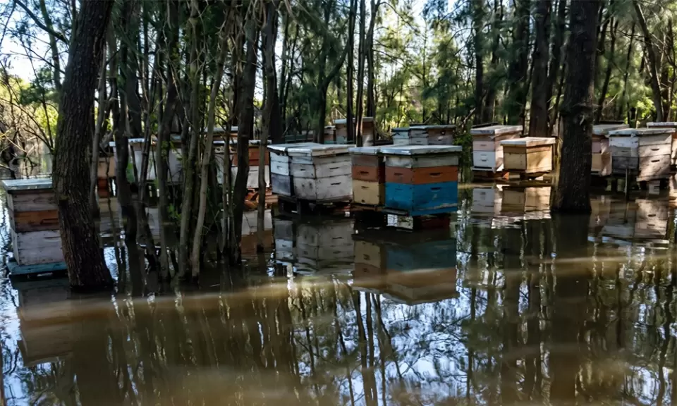 Apicultura: Cómo defender los colmenares de las lluvias y la crecida de los ríos?
